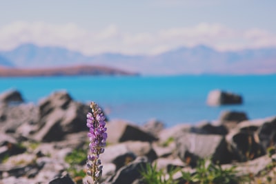 Purple flower near the gray rocks and water
